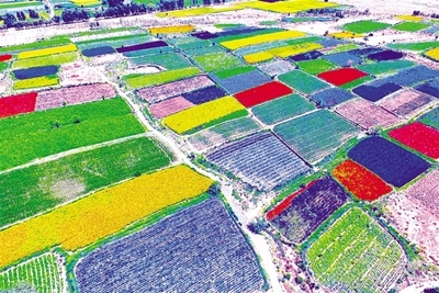 酒泉市推進(jìn)現(xiàn)代種業(yè)發(fā)展紀(jì)實