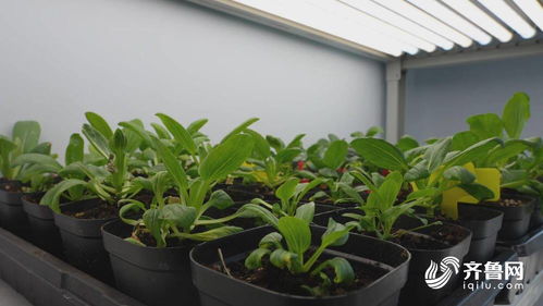 德州天衢新區 南方訂單接踵而至 種業銷售喜迎 開門紅