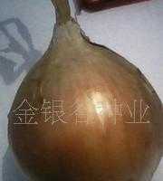 洋蔥種子價格_洋蔥種子廠家_世界工廠網產品信息庫