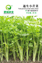 【香芹蔬菜種子】香芹蔬菜種子價(jià)格/圖片_香芹蔬菜種子批發(fā)/采購_香芹蔬菜種子廠家/供應(yīng)商