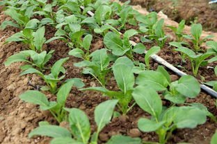 鑒賞新優(yōu)品種丨上千個(gè)優(yōu)良新品種匯聚種業(yè)小鎮(zhèn)會(huì)場