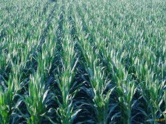 玉米種子批發(fā) 零售價(jià)格 玉米種子元旦特價(jià)銷售 玉米種子求購