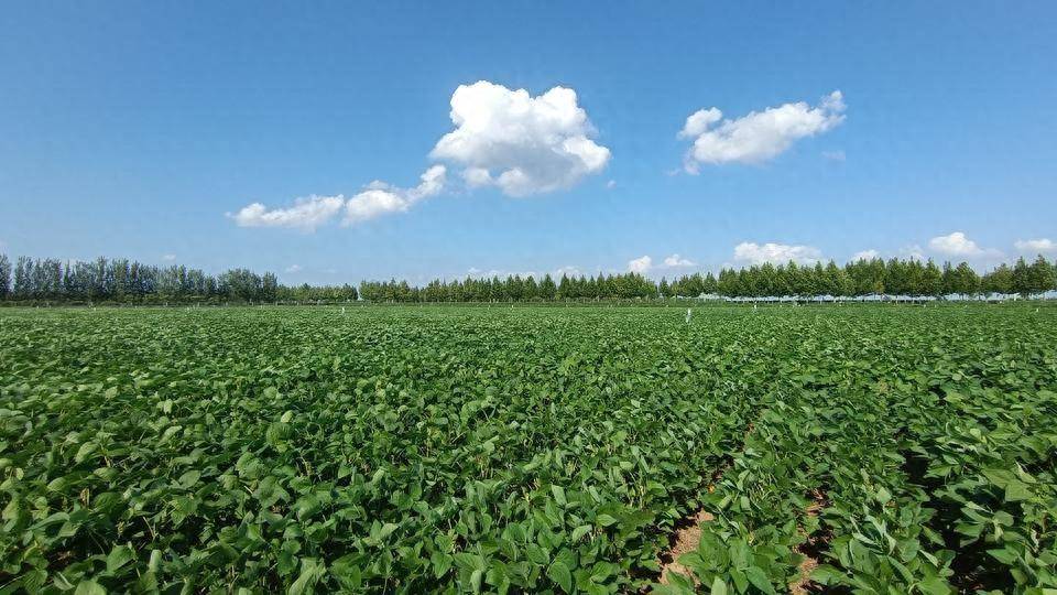 我國(guó)農(nóng)業(yè)植物新品種權(quán)授權(quán)量突破3萬(wàn)件_保護(hù)_種業(yè)_侵權(quán)