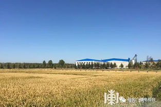 綏化市盛昌種業水稻良種繁育加工基地建成高產穩產良田