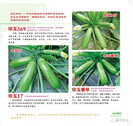 2020年豫藝種業(yè)產(chǎn)品畫冊(cè)