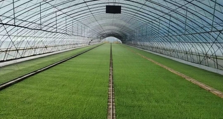 二次創(chuàng)業(yè) “北大荒”扛起中國(guó)種業(yè)振興大旗