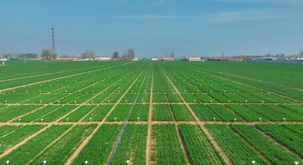 更全、更專(zhuān)、更廣 中國(guó)種子大會(huì)馬蘭小麥種業(yè)展示會(huì)引領(lǐng)種業(yè)創(chuàng)新