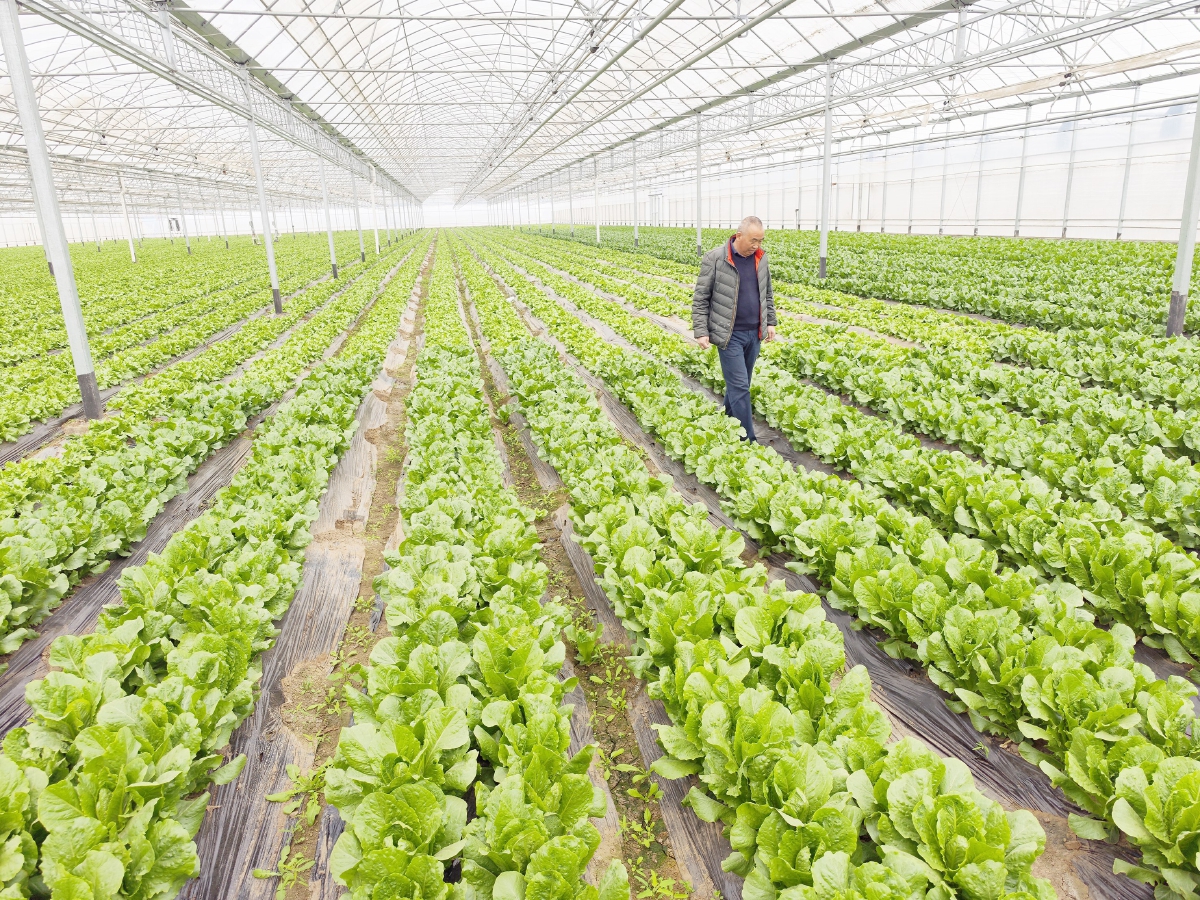 國(guó)際種業(yè)園區(qū)培育上百個(gè)新品種，推動(dòng)農(nóng)業(yè)現(xiàn)代化發(fā)展