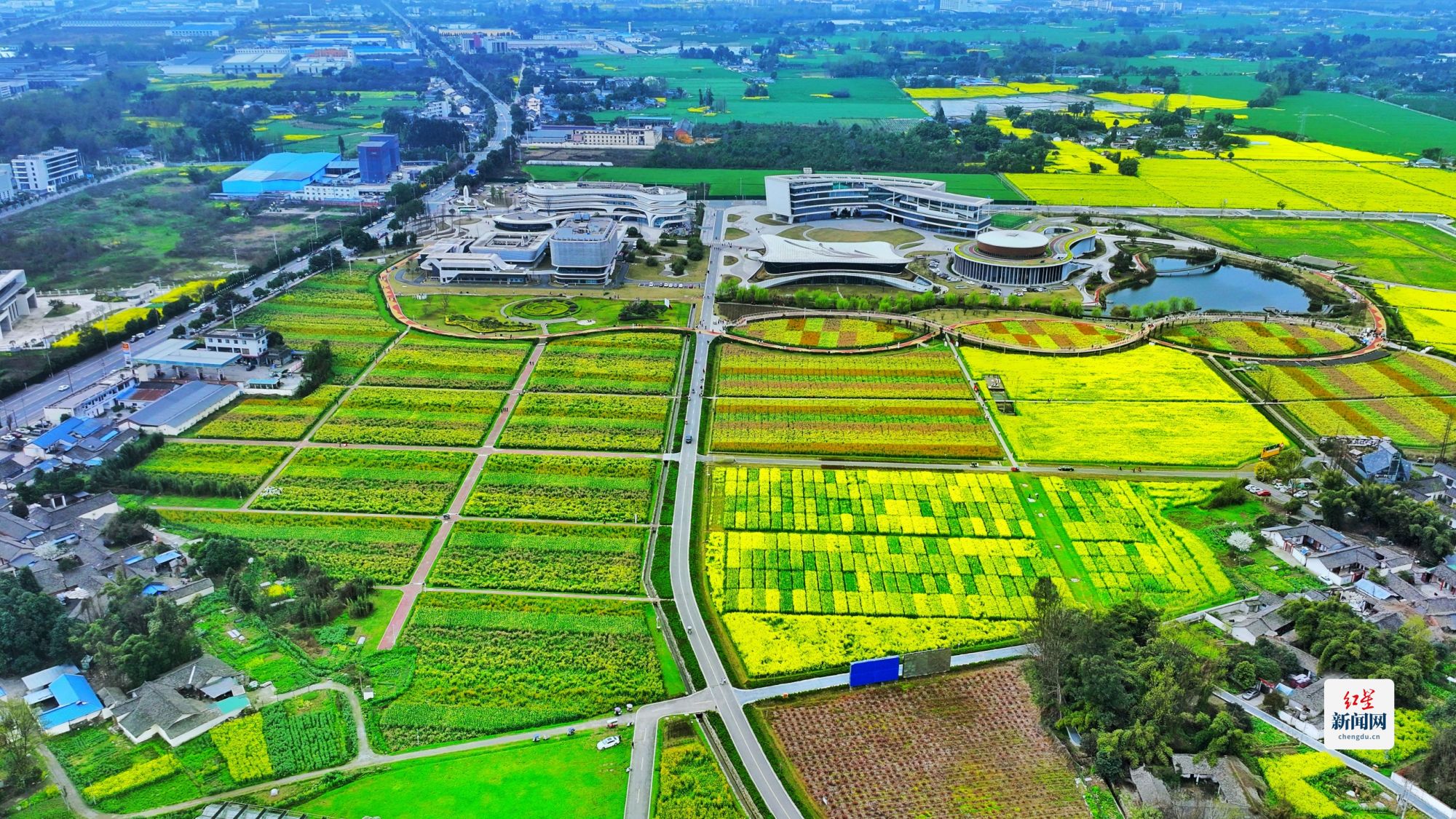 科技賦能種業(yè)，天府油菜花綻放春日新體驗(yàn)